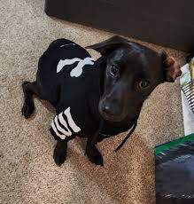 Flash is almost six yrs old. Fully vetted , Hw neg. He is available for  adoption. Good with children elementary age and up. He does not like to be  crated but he