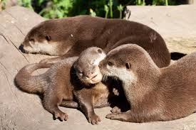With a total body length of 730 to 960 mm (28.6 to 37.6 in), it is the smallest otter species in the world. Asian Short Clawed Otter Adoption Shepreth Wildlife Park