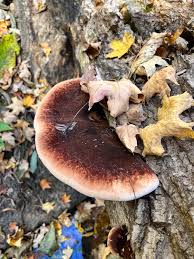 Image result for Ischnoderma resinosum