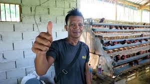 Ayam petelur nogososro sabuk inten. Kandang Ayam Petelur Terbaik Pola Nogososro Sabuk Inten Telur Albumin Omega 3