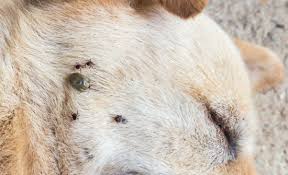 O'connor pest control camarillo committed to ensuring your home or business in camarillo ca are pest and or termite free after we've worked on the job. Flea Tick Control O Connor Pest San Luis Obispo
