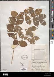 Image result for Carpolobia alba