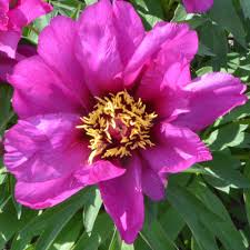 Like its peony parents, the itoh peony group offers blossoms that make wonderful cut flowers. Paeonia Morning Lilac Itoh Peony Sugar Creek Gardens