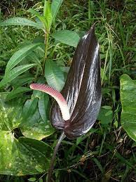Flamingo Flower Anthurium Sp Anthurium Plant Anthurium Anthurium Flower