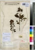 Image result for Combretum cinereopetalum