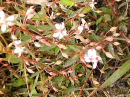 Image result for Sauvagesia