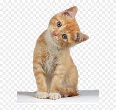 Over 30,000 adorable cat pictures & images related images: Kitten Free Png Image Kitten Png Clipart 493222 Pikpng