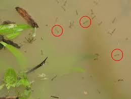 Message par latique » mercredi 12 août 2015, 14:46. Larve De Moustique Moustique Tigre Portail D Information