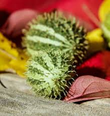 Image result for Cucumis engleri