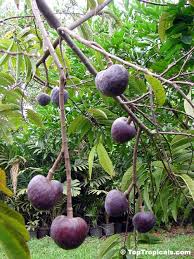 Image result for Annona reticulata