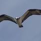 Nosey Nature Natter -  The Sky's the Limit   event image