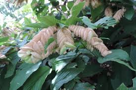 Image result for Flemingia strobilifera