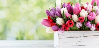 ✅ tante immagini inizia febbraio il mese dell'amore. I Fiori Di Febbraio Creando Idee