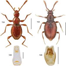 Let the pest control professionals at intrastate help you prevent a fall pest infestation! Dna Barcodes Reveal 63 Overlooked Species Of Canadian Beetles Insecta Coleoptera