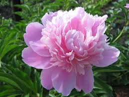 Le rose più antiche sono senza dubbio le cosiddette rose botaniche, dalle quali si sono originate in un secondo momento tutte le altre varietà; Significato Fiori Rosa Linguaggio Dei Fiori Fiori Rosa