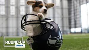 A battle pet collection item. Thursday Round Up Seahawks Pets Video Series Collection