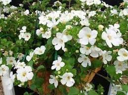 Bacopa Seeds 25 Thru 100 Multi Pelleted Bacopa Snowtopia Seeds Etsy Bacopa Plant Bacopa Annual Plants