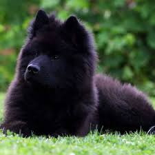 Purebred eurasier puppies & dogs for sale. Eurasier Puppy Online Shopping Mall Find The Best Prices And Places To Buy