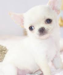 The chihuahua is a playful dog breed that ranges from bold to shy nature. Chihuahua Puppies For Sale In Central Jame S Puppies For Sale Facebook