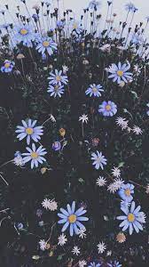 Especially when it makes the world look all sparkly and festive. Where Stories Live Sunflower Wallpaper Flower Aesthetic Flower Wallpaper
