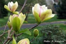 Image result for magnolie sunsation