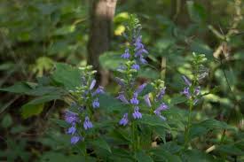 Image result for Lobelia pteropoda