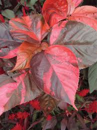 Image result for Acalypha lanceolata