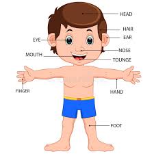 We did not find results for: Body Label Parts Stock Illustrations 259 Body Label Parts Stock Illustrations Vectors Clipart Dreamstime
