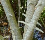 Image result for Canthium inerme