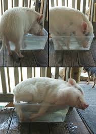 Male and female minature pigs for sale in heathcote. 300 Pigs Ideas Pig Mini Pigs Baby Pigs