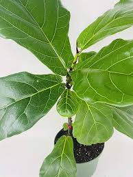 Image result for Ficus bubu