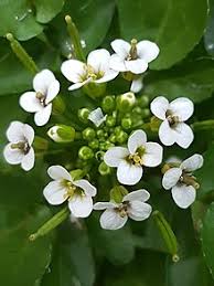 Audio pronunciations, verb conjugations, quizzes and more. Watercress Wikipedia