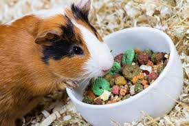 Endive is a good food for guinea pigs and can be fed on a daily basis. Can My Guinea Pigs Eat That Foods Guinea Pigs Can And Cannot Eat Pet Stuff Guide