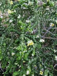 Image result for Thymelaeaceae