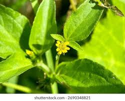 Image result for Synedrella