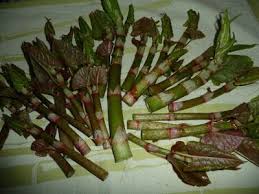 Belles Sauvages Et Plus Renouee Du Japon Renouee Du Japon Plantes Comestibles Japon