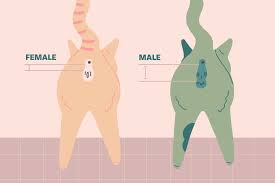 For the most part, the differences between male and female cats are small enough that you may hardly notice them once you get them spayed or neutered. How To Tell The Gender Of A Kitten Daily Paws