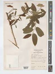 Image result for Grewia schmitzii