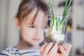 Like their parent, the onion, scallions need full sun. How To Grow Green Onions In 3 Easy Ways Lovetoknow