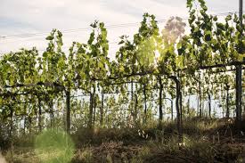 Image result for Wiesneria