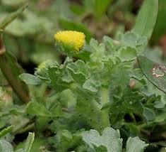 Image result for Gyrodoma hispida