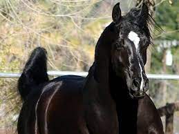 Los Mejores Nombres Para Caballos Y Yeguas Muy Originales Postposmo