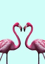 Flamingos have slender legs, long, graceful necks, large wings, and short tails. Flamingo Heart Poster Flamingo Herz Desenio De