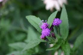 Image result for Vernonia undulata