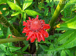 Image result for Etlingera elatior