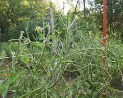 We did not find results for: Tomato Hornworm A Tomato Terrorist Gardening Austin