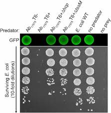 Image result for Striga baumannii