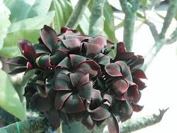 Black Plumeria Plumeria Flowers Rare Flowers Frangipani