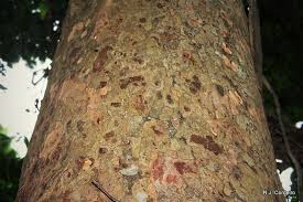 Image result for Zanha golungensis