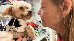 Fundraiser by penny welsh : Rescue Dog JULES needs Your urgent help get  lifesaving tests